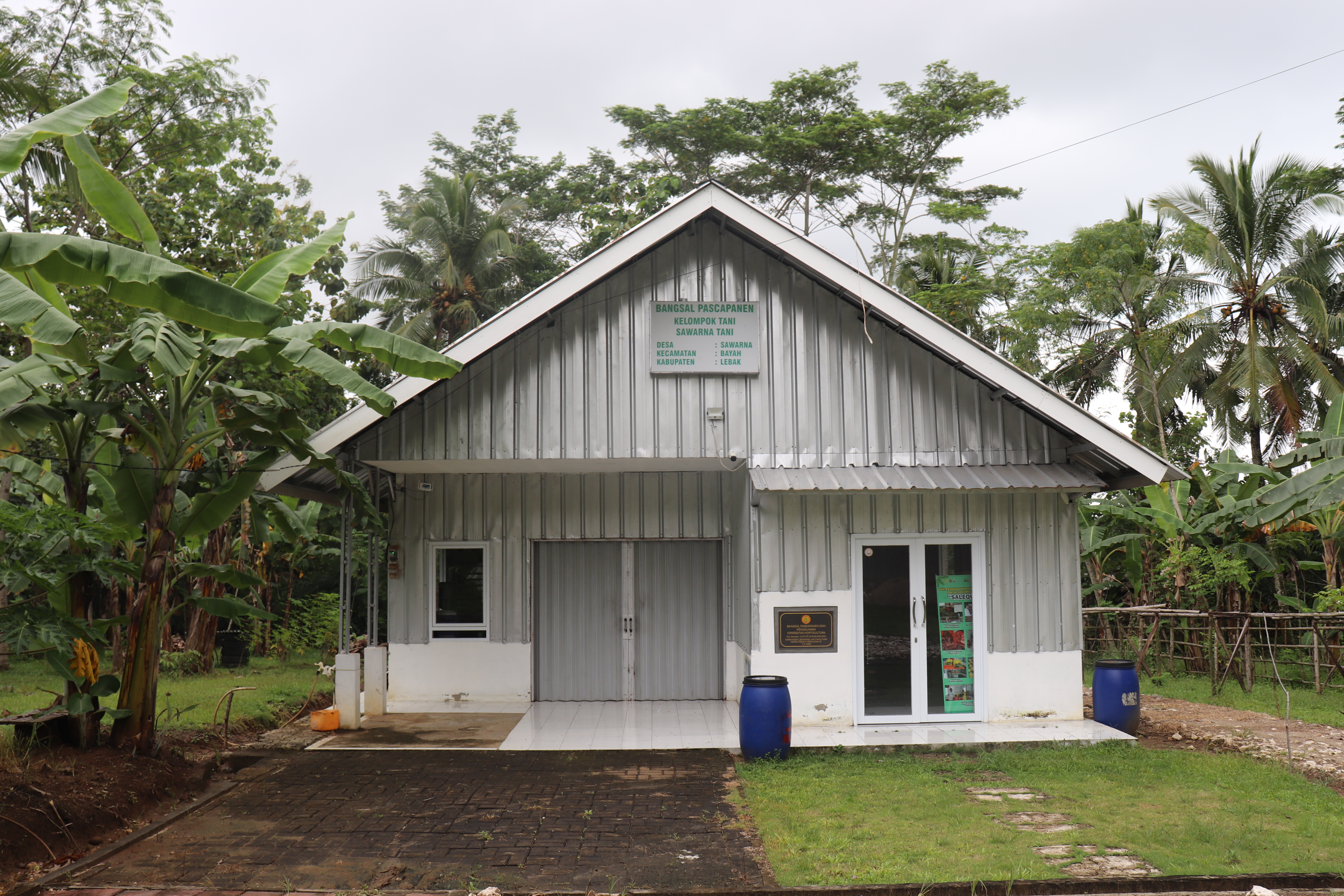 Proses Pembuatan Pisang Sale